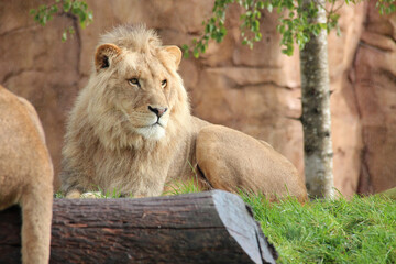 lion in a zoo in france