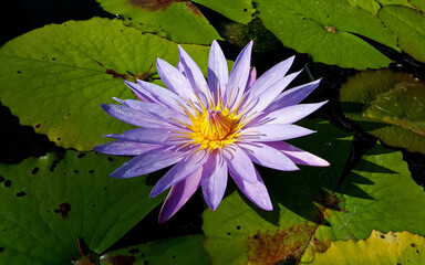 Close-up of purple water lilies in the pond