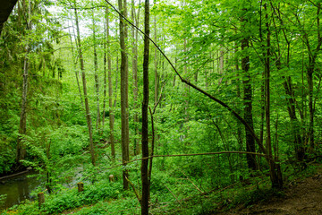botkuny las drzewa puszcza rzeczka rzeka strumień potok