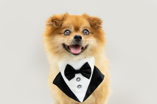 Pomeranian dog wearing a tuxedo for birthday or valentine's day. Isolated on gray background