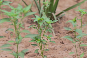 Close-up of Small green chilli plant of organic hybrid variety planted in the field