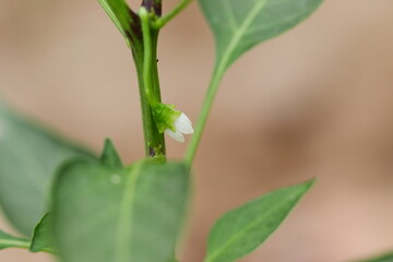 Small green chilli plant of organic hybrid variety planted in the field and white colored flowers on the chilli plant