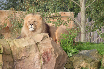 lion in a zoo in france