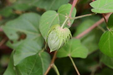 Close up of Raw cotton fruit or ball on a cotton plant in the cotton field . close -up of cotton crop planted in field