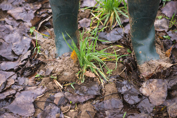 Men in rubber boots in the wet autumn forest; close up