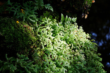 Close-up of leaves against dark background. Sunlight shine on tree leaves in daytime. Nature scene of tropical plants and sunlight.