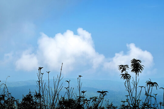 Landscape view of plants on white cloud and blue sky background.