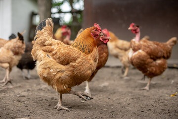 Happy chicken on the farm