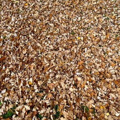 autumn leaves background