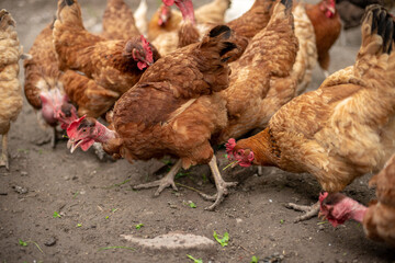 Happy chicken on the farm