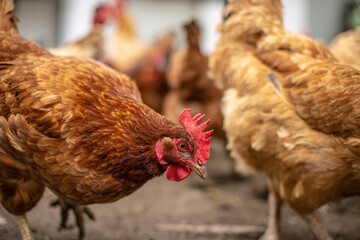 Happy chicken on the farm