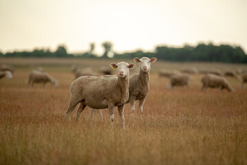 Happy sheep at summer sunset