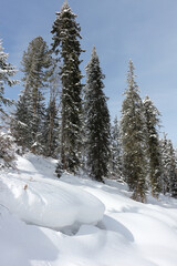 Snowy fir trees in the forest in winter,  Altai Republic, Russia