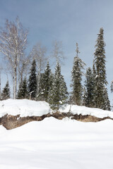 Snowy fir trees in the forest in winter,  Altai Republic, Russia
