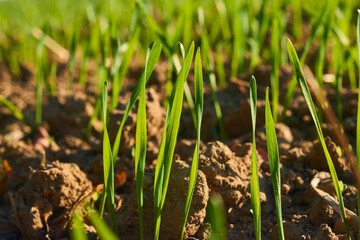Freshly grown cereal in the autumn field. Close up. Selective focus. Young wheat seedlings growing in a field. Young green wheat growing in soil. Close up on sprouting rye agriculture on sunny field 
