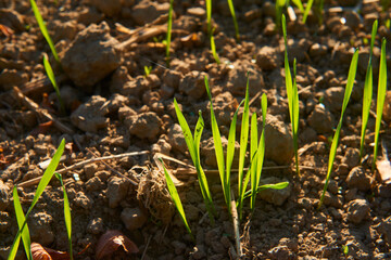 Freshly grown cereal in the autumn field. Close up. Selective focus. Young wheat seedlings growing in a field. Young green wheat growing in soil. Close up on sprouting rye agriculture on sunny field 