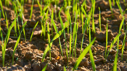 Freshly grown cereal in the autumn field. Close up. Selective focus. Young wheat seedlings growing in a field. Young green wheat growing in soil. Close up on sprouting rye agriculture on sunny field 
