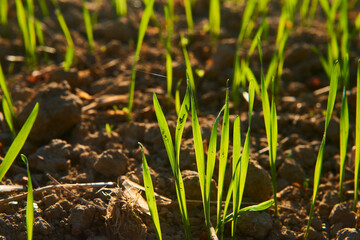Freshly grown cereal in the autumn field. Close up. Selective focus. Young wheat seedlings growing in a field. Young green wheat growing in soil. Close up on sprouting rye agriculture on sunny field 