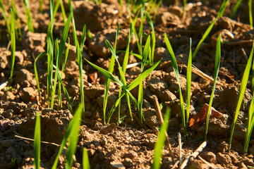 Freshly grown cereal in the autumn field. Close up. Selective focus. Young wheat seedlings growing in a field. Young green wheat growing in soil. Close up on sprouting rye agriculture on sunny field 