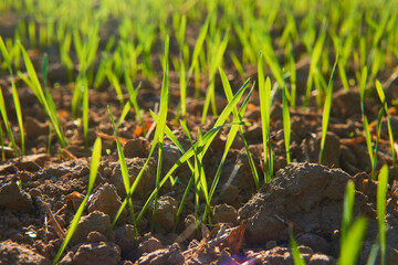 Freshly grown cereal in the autumn field. Close up. Selective focus. Young wheat seedlings growing in a field. Young green wheat growing in soil. Close up on sprouting rye agriculture on sunny field 