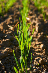 Freshly grown cereal in the autumn field. Close up. Selective focus. Young wheat seedlings growing in a field. Young green wheat growing in soil. Close up on sprouting rye agriculture on sunny field 