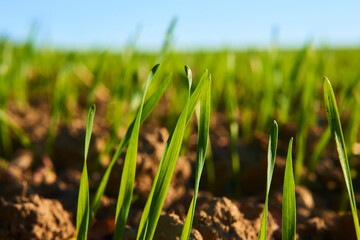 Freshly grown cereal in the autumn field. Close up. Selective focus. Young wheat seedlings growing in a field. Young green wheat growing in soil. Close up on sprouting rye agriculture on sunny field 