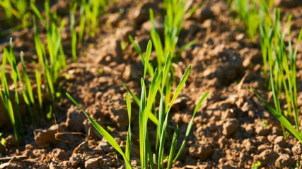 Freshly grown cereal in the autumn field. Close up. Selective focus. Young wheat seedlings growing in a field. Young green wheat growing in soil. Close up on sprouting rye agriculture on sunny field 