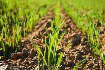 Freshly grown cereal in the autumn field. Close up. Selective focus. Young wheat seedlings growing in a field. Young green wheat growing in soil. Close up on sprouting rye agriculture on sunny field 