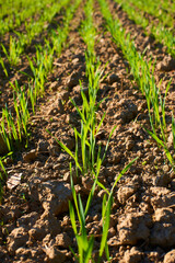 Freshly grown cereal in the autumn field. Close up. Selective focus. Young wheat seedlings growing in a field. Young green wheat growing in soil. Close up on sprouting rye agriculture on sunny field 
