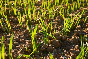 Freshly grown cereal in the autumn field. Close up. Selective focus. Young wheat seedlings growing in a field. Young green wheat growing in soil. Close up on sprouting rye agriculture on sunny field 