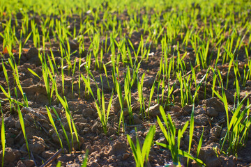 Freshly grown cereal in the autumn field. Close up. Selective focus. Young wheat seedlings growing in a field. Young green wheat growing in soil. Close up on sprouting rye agriculture on sunny field 