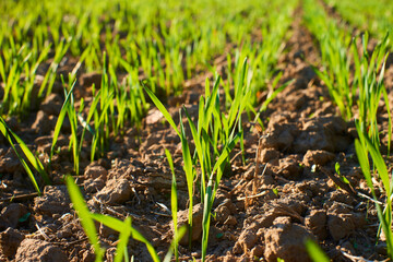 Freshly grown cereal in the autumn field. Close up. Selective focus. Young wheat seedlings growing in a field. Young green wheat growing in soil. Close up on sprouting rye agriculture on sunny field 
