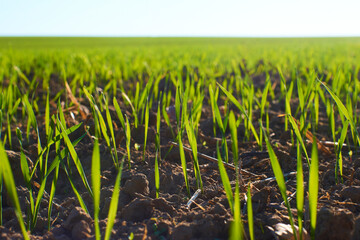 Freshly grown cereal in the autumn field. Close up. Selective focus. Young wheat seedlings growing in a field. Young green wheat growing in soil. Close up on sprouting rye agriculture on sunny field 