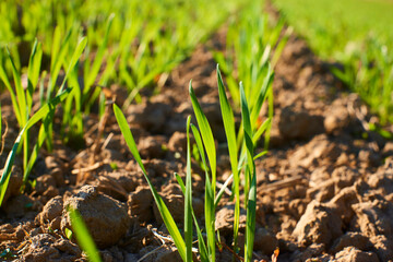 Freshly grown cereal in the autumn field. Close up. Selective focus. Young wheat seedlings growing in a field. Young green wheat growing in soil. Close up on sprouting rye agriculture on sunny field 