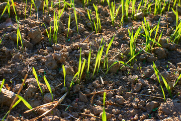 Freshly grown cereal in the autumn field. Close up. Selective focus. Young wheat seedlings growing in a field. Young green wheat growing in soil. Close up on sprouting rye agriculture on sunny field 