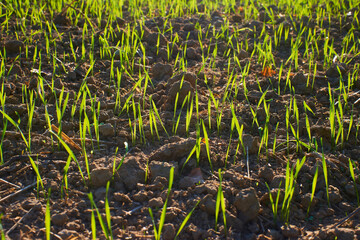 Freshly grown cereal in the autumn field. Close up. Selective focus. Young wheat seedlings growing in a field. Young green wheat growing in soil. Close up on sprouting rye agriculture on sunny field 