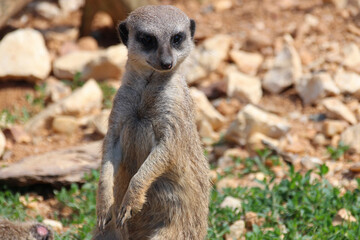 meerkat in a zoo in france