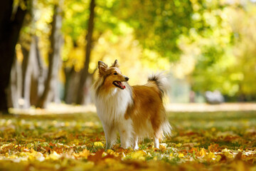 Obraz premium Red dog in an autumn leaves.