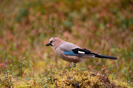 Nordic jay on the ground