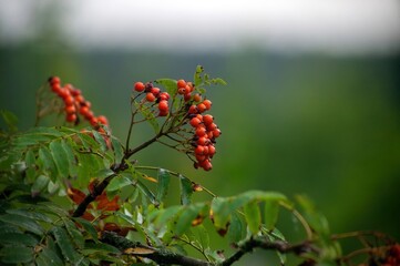 clusters of red mountain ash on a branch