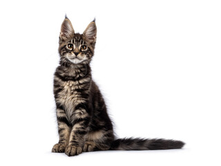 Adorable classic black tabby Maine Coon cat kitten, sitting straight up side ways. Looking straight into lens. Isolated on a white background.