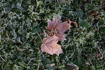 Frost on the grass, fallen leaves. Autumn texture