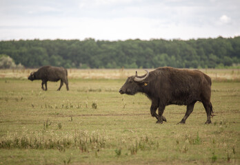 Naklejka na ściany i meble Buffalo on the grass in Hungarian National Park