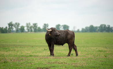 Buffalo on the grass in Hungarian National Park