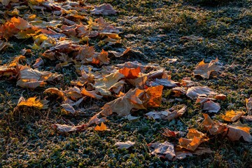 Fallen maple leaves in frost. Low sun illuminating the leaves on the ground.
