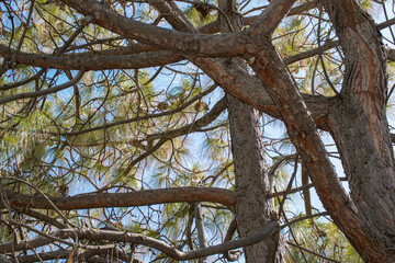 Tree Branches