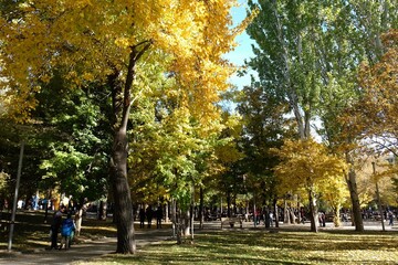 Naklejka premium autumn park in the city