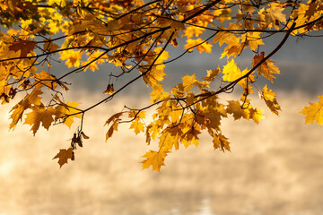 Bright yellow maple leaves on the tree. Golden autumn.