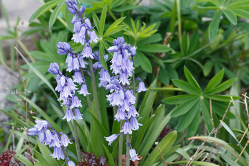 Woodland bluebells