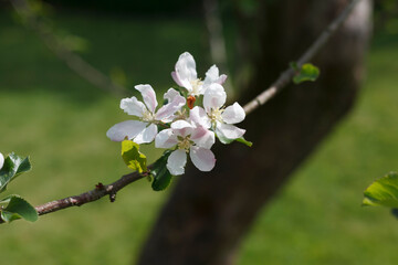 tree blossom